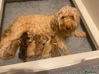 Cockapoo dogs *stunning cockapoos* in Birmingham - Advert 1