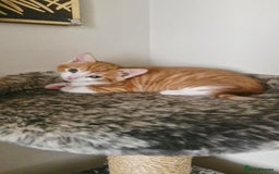 Mixed Breed cats for sale: Two male kittens. Possible delivery. - Advert 9