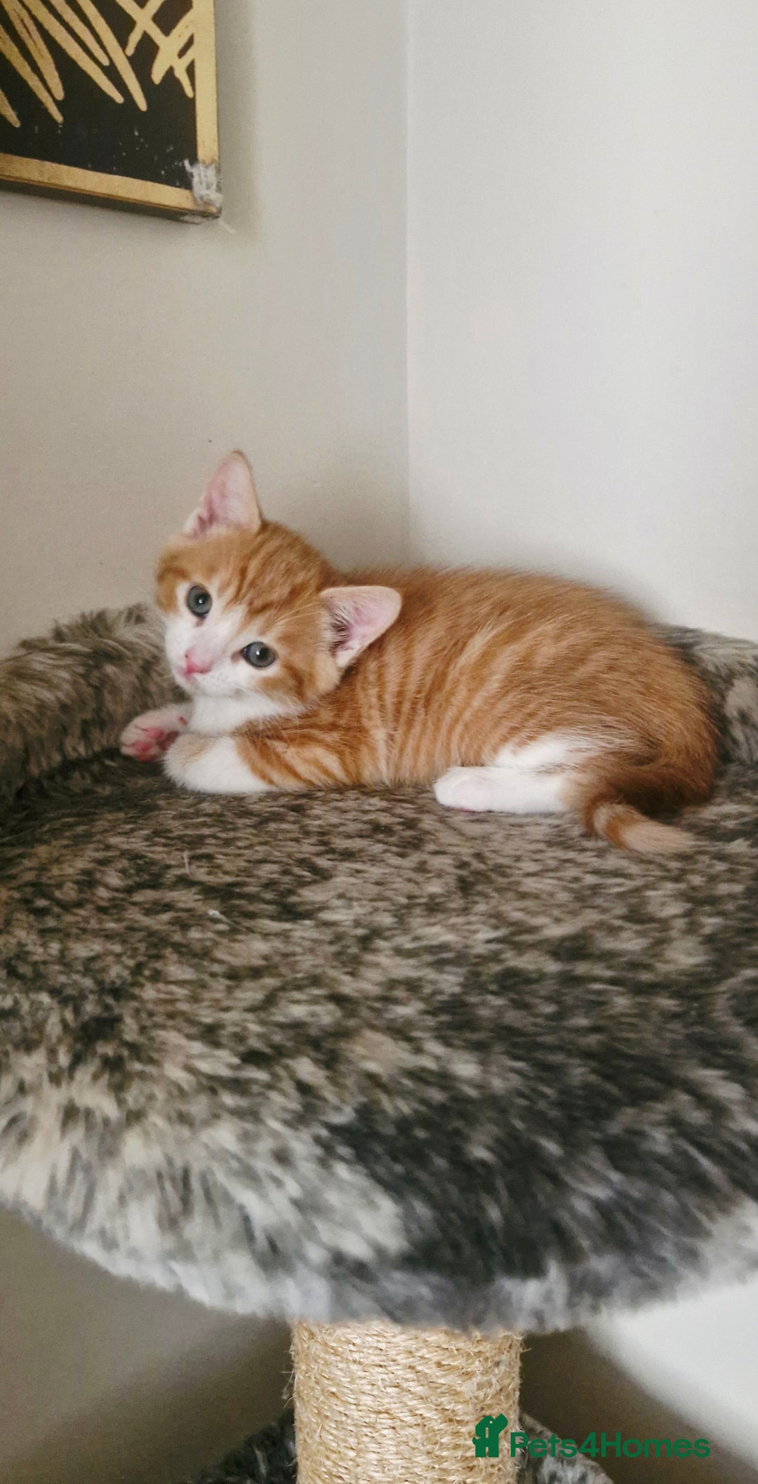 Mixed Breed cats for sale: Two male kittens. Possible delivery. - Advert 9