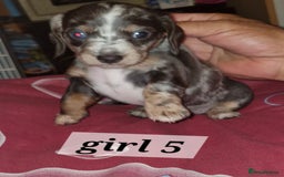Dachshund dogs for sale: 7 beautiful dachshunds puppys - Image 8