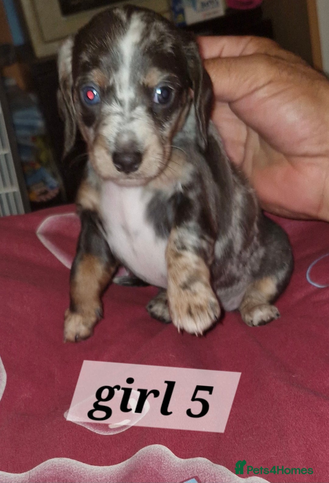 Dachshund dogs for sale: 7 beautiful dachshunds puppys - Image 8