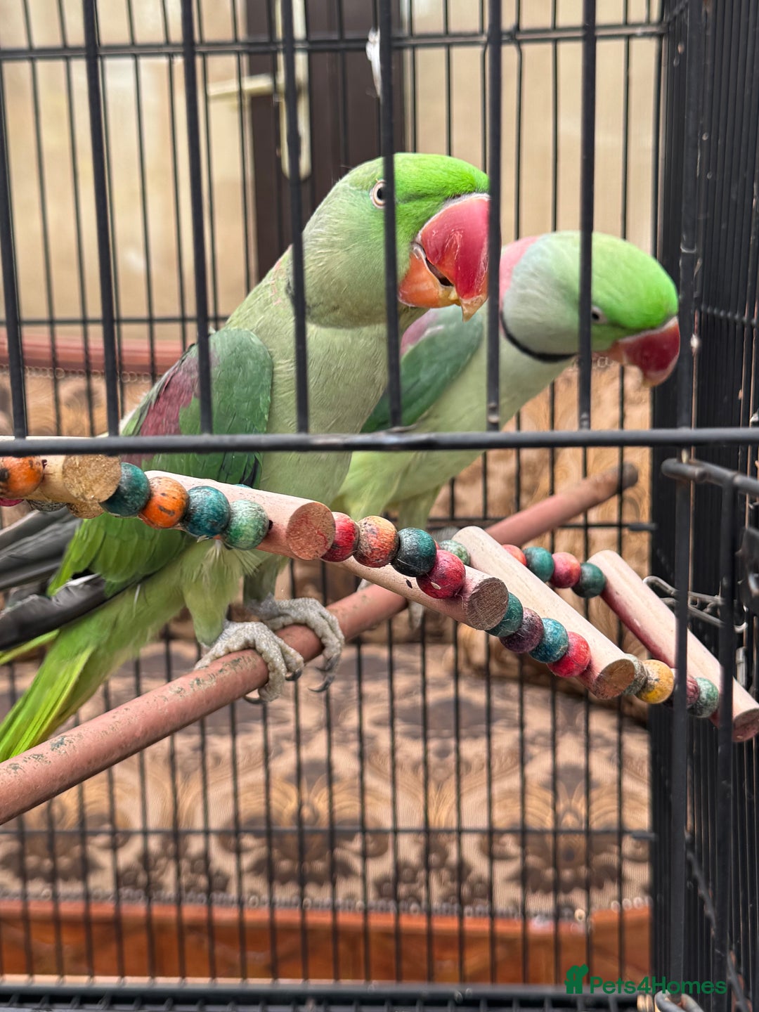 Parrots birds for sale: Pair Of Alexandrine Parrots - Image 2