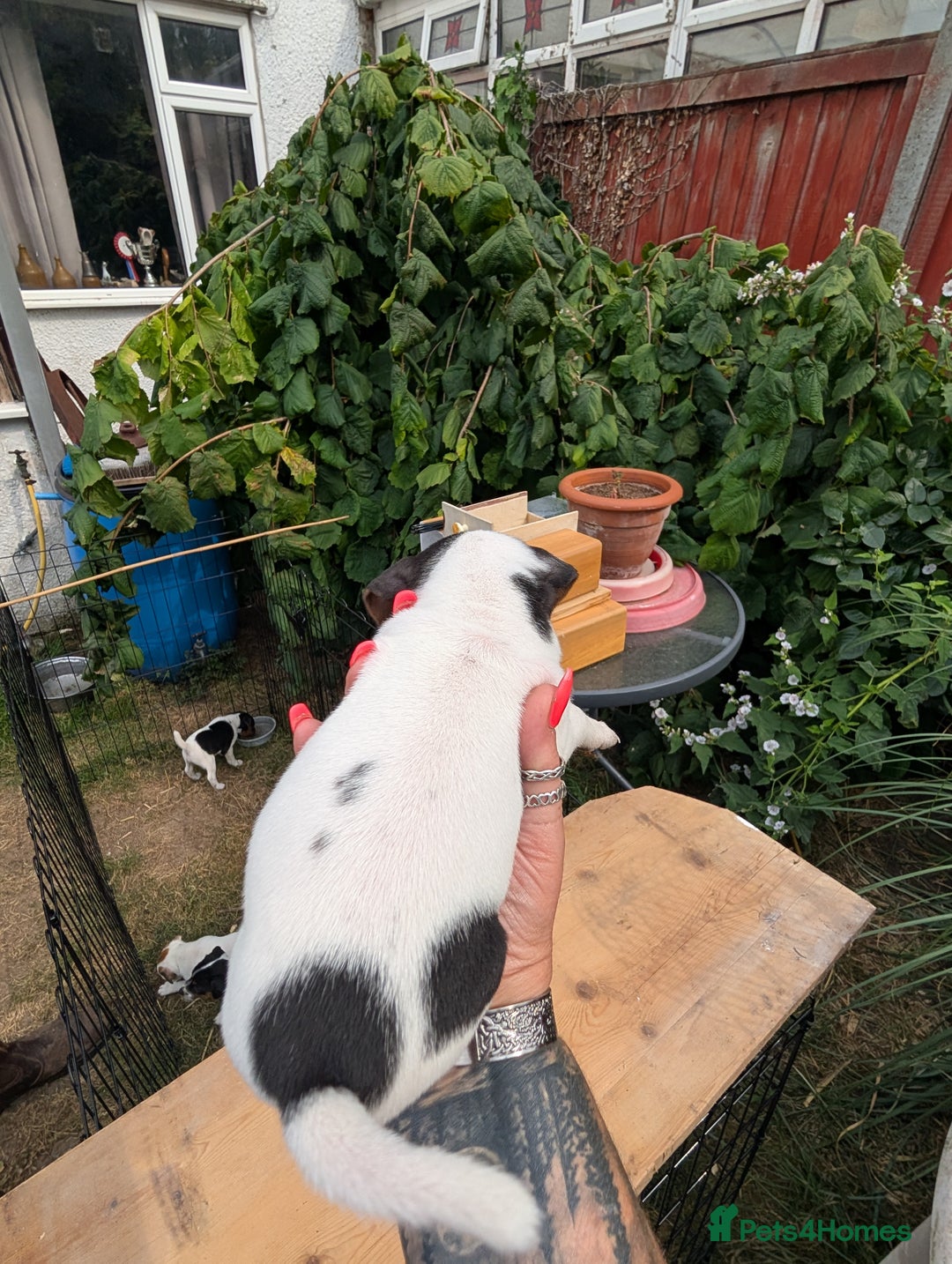 Jack Russell dogs for sale: Jack Russell puppys - Image 12