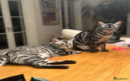 Bengal cats for sale: TICA Registered Silver Bengal Pair - Image 3