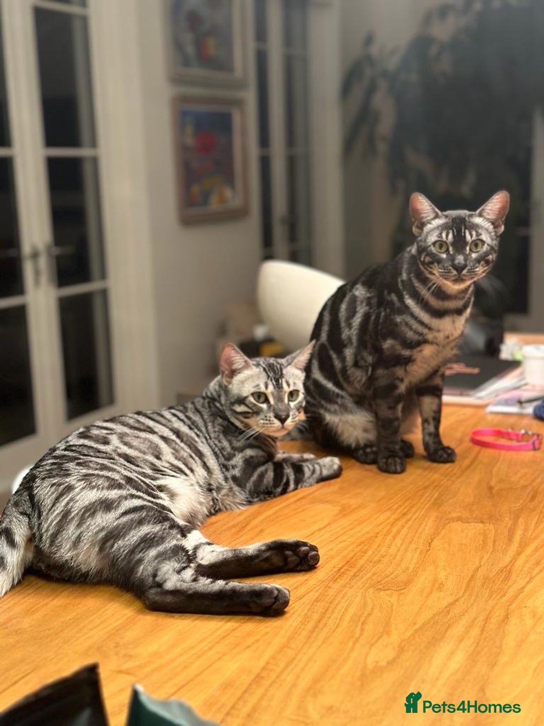 Bengal cats for sale: TICA Registered Silver Bengal Pair - Image 3
