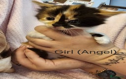 Mixed Breed cats for sale: British Long hair x kittens ONLY 4 FEMALES LEFT - Image 14
