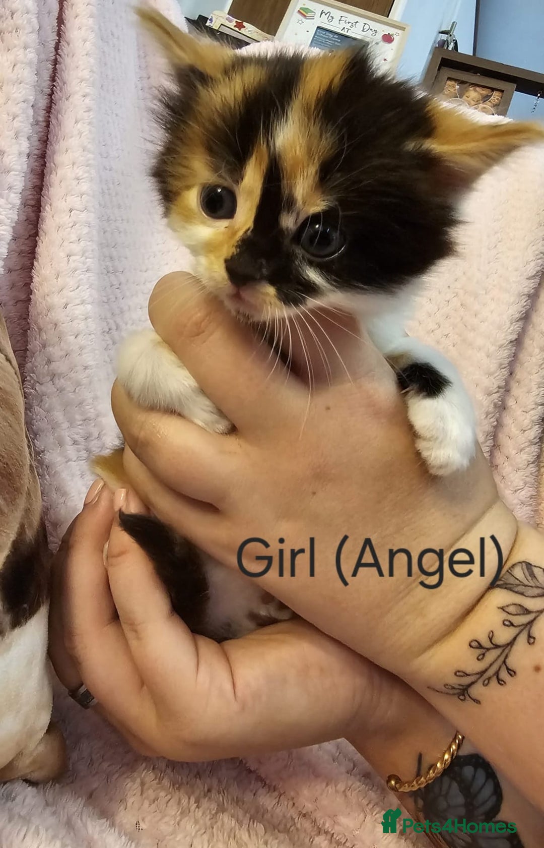 Mixed Breed cats for sale: British Long hair x kittens ONLY 4 FEMALES LEFT - Image 14