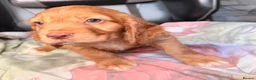 Cocker Spaniel dogs for sale: KC GOLDEN WORKING COCKERS HEALTH TESTED PARENTS !! - Advert 12