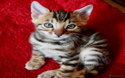 Bengal cats for sale: Beautiful Bengal kittens  - Image 7