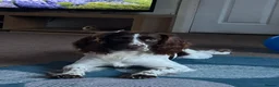 Sprollie dogs for sale: Sprollie Puppies in Holyhead - Advert 4