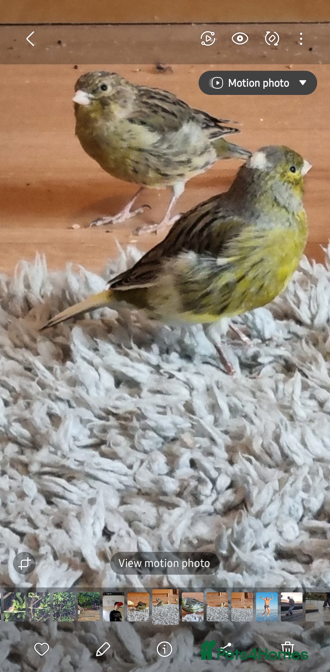 Canaries birds for sale: Two Canary Birds for sale, £20 each - Image 24