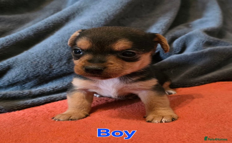 Mixed Breed dogs - Advert 1