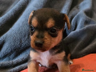 Mixed Breed dogs Stunning JR x Border Terrier pups - Advert 7