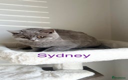 British Shorthair cats for sale: GCCF Registered British Shorthair Lilac Boy - Image 1