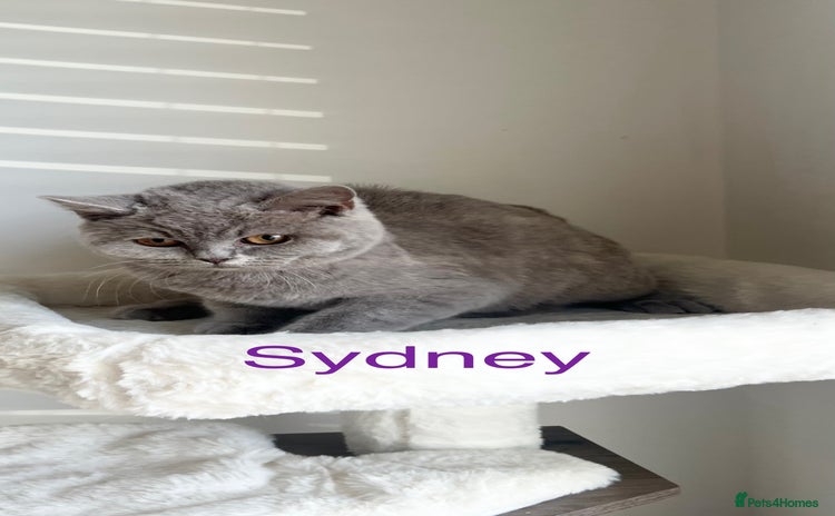 British Shorthair cats - Advert 4