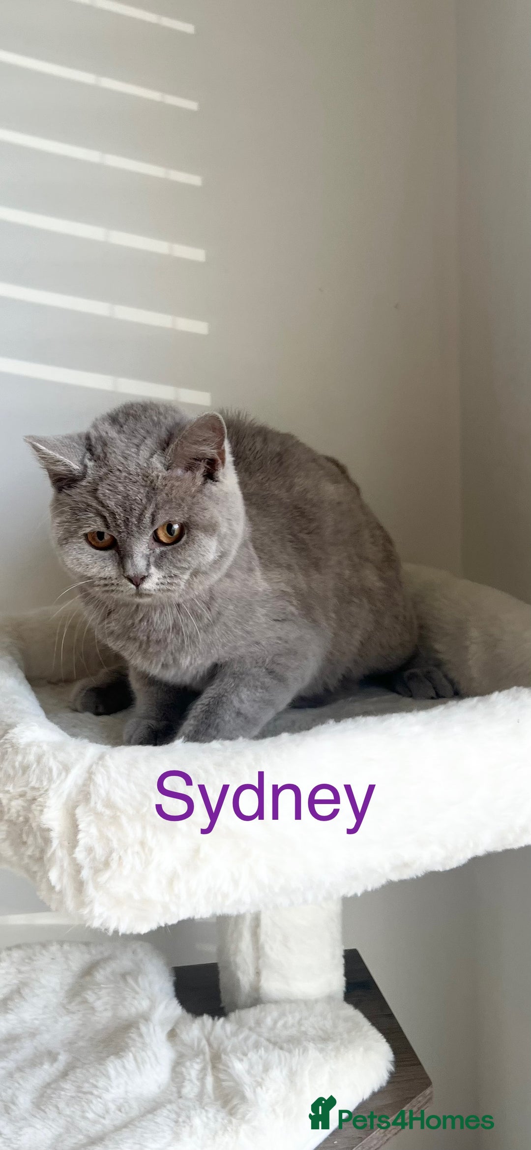 British Shorthair cats for sale: GCCF Registered British Shorthair Lilac Boy - Image 1