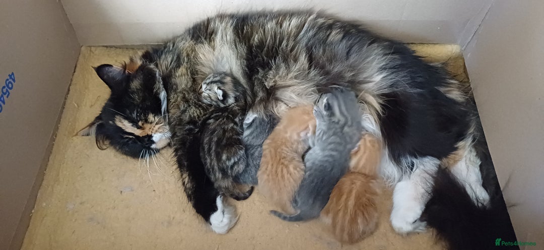 Mixed Breed cats for sale: Kitten  - Image 4