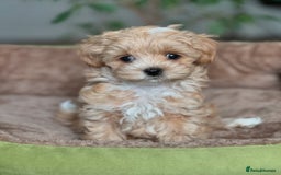 Maltipoo dogs for sale: playful Maltipoo puppies for sale  - Image 4