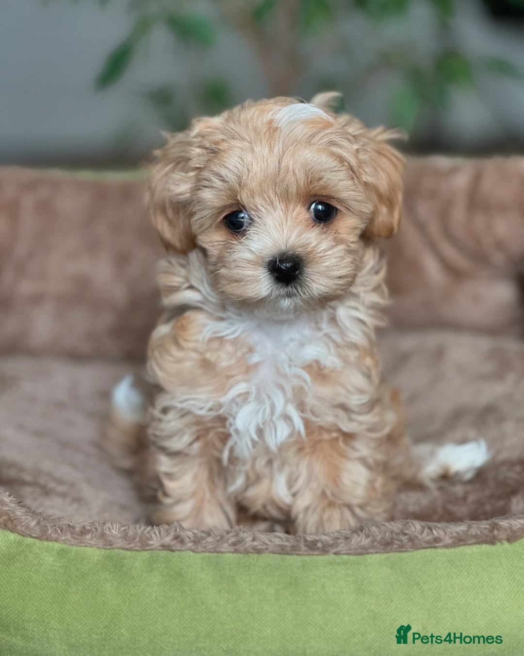 Maltipoo dogs for sale: playful Maltipoo puppies for sale  - Image 4