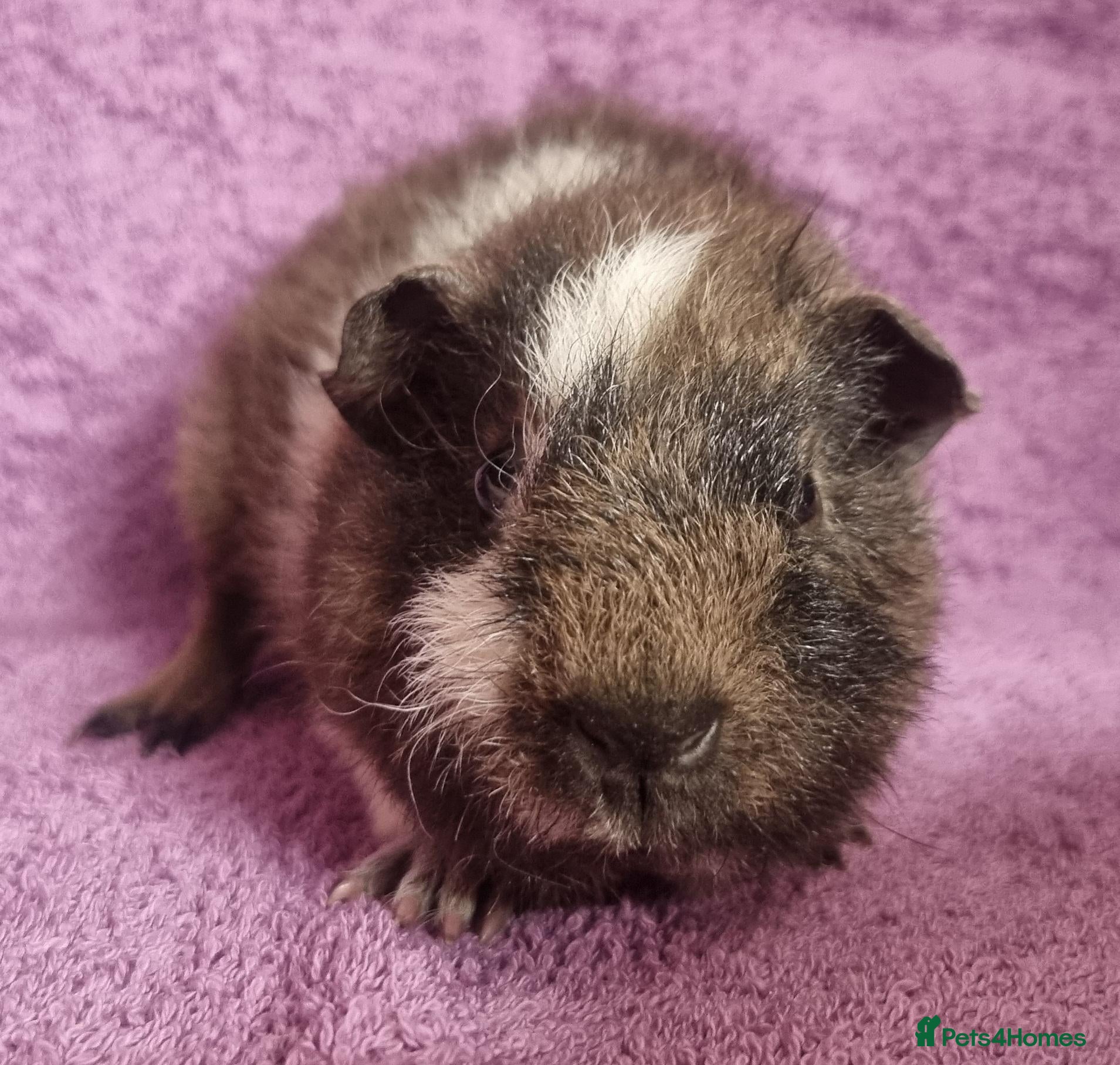 Guinea Pig rodents Beautiful Male Baby Guinea Pigs for sale  - Advert 11