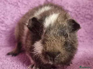 Guinea Pig rodents Beautiful Male Baby Guinea Pigs for sale - Advert 1