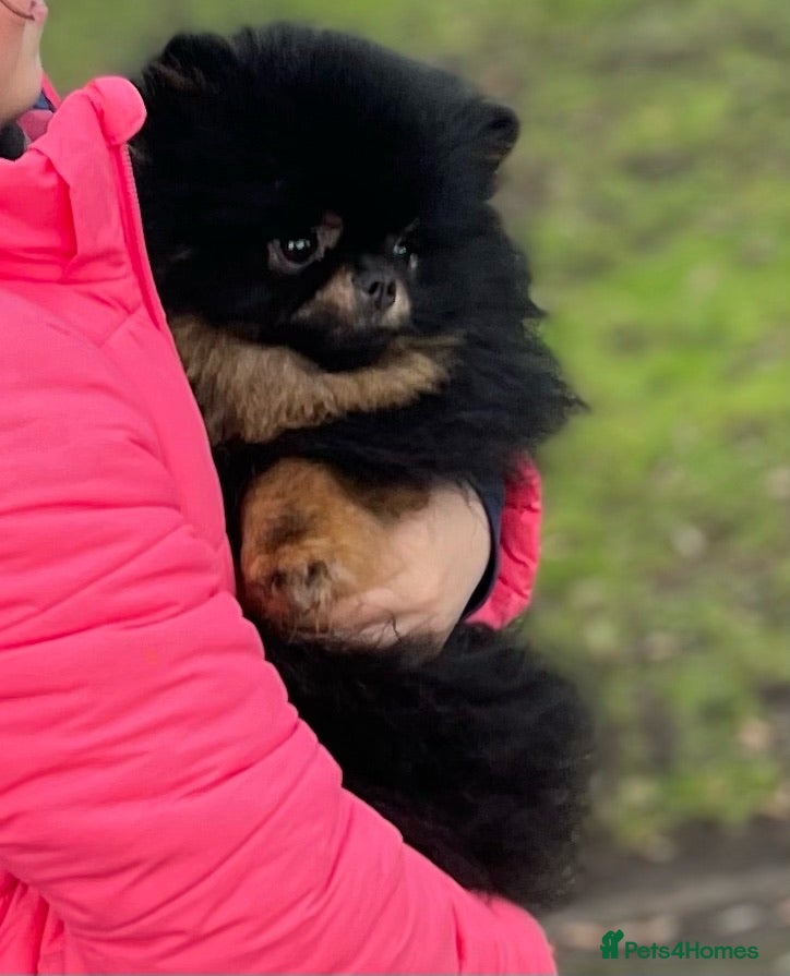 Pomeranian dogs ** teddy bear Russian line pomeranian stud - Advert 23