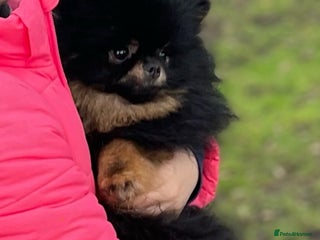 Pomeranian dogs for stud: ** teddy bear Russian line pomeranian stud - Advert 1