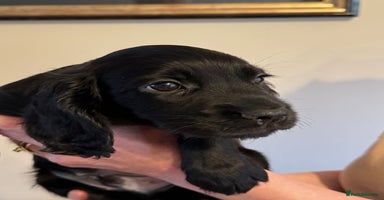 Cocker Spaniel dogs - Advert 6