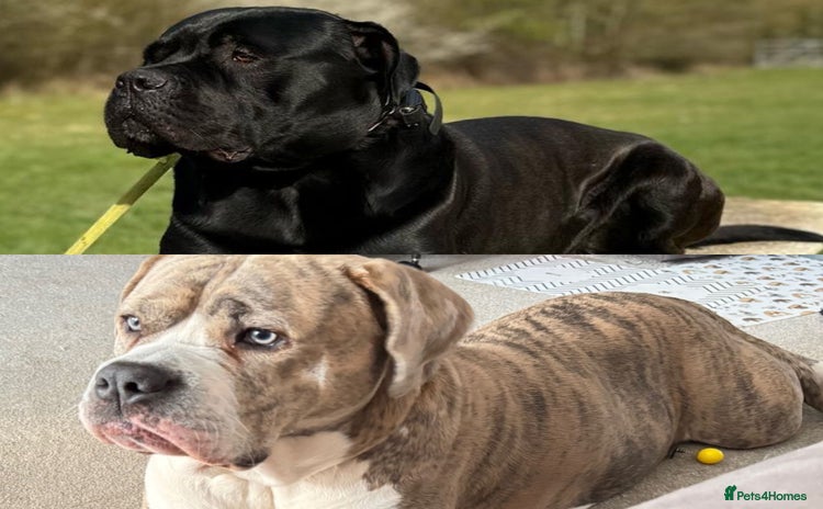 Mixed Breed dogs - Advert 1