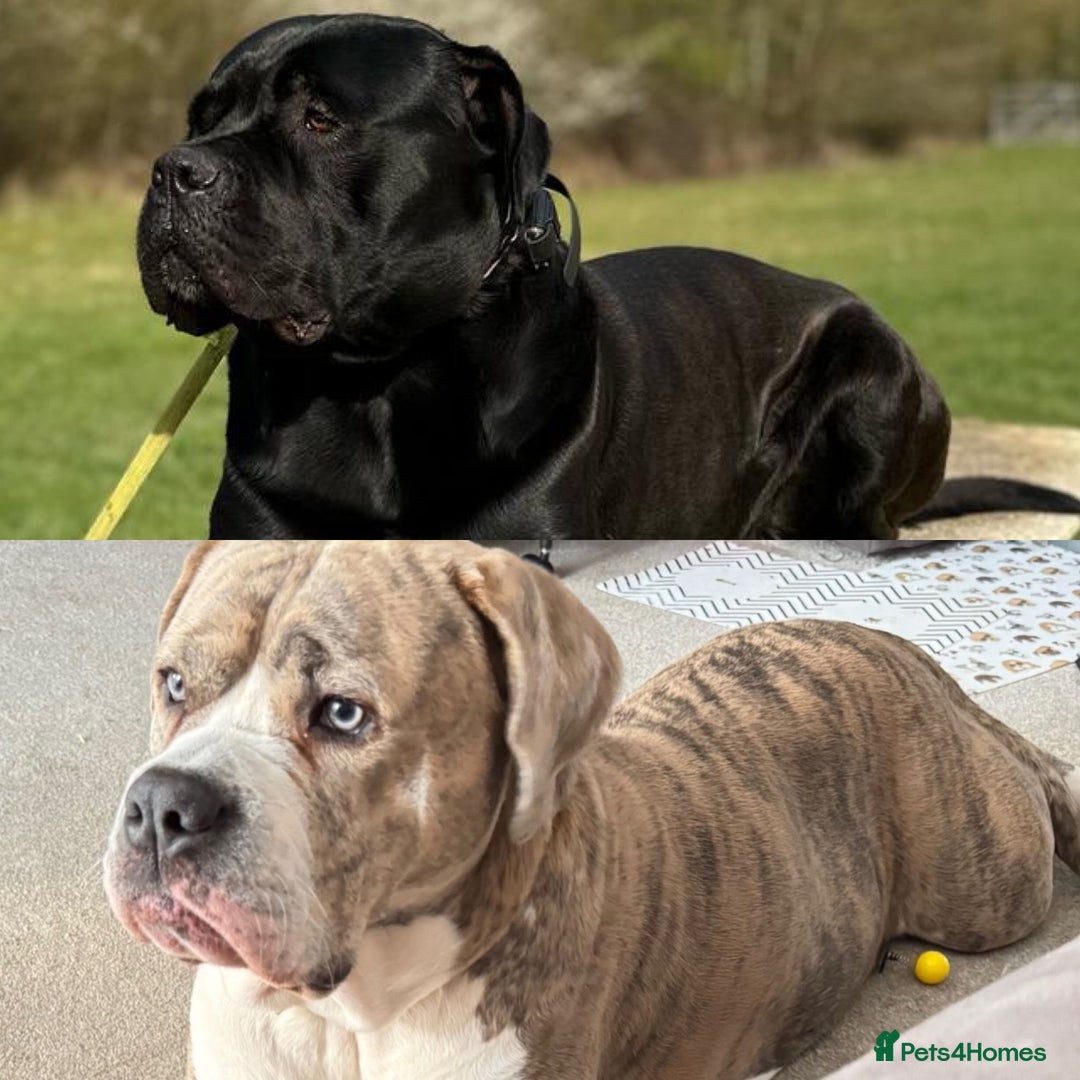 Mixed Breed dogs for sale: Beautiful American bulldog x cane corso puppies - Image 1