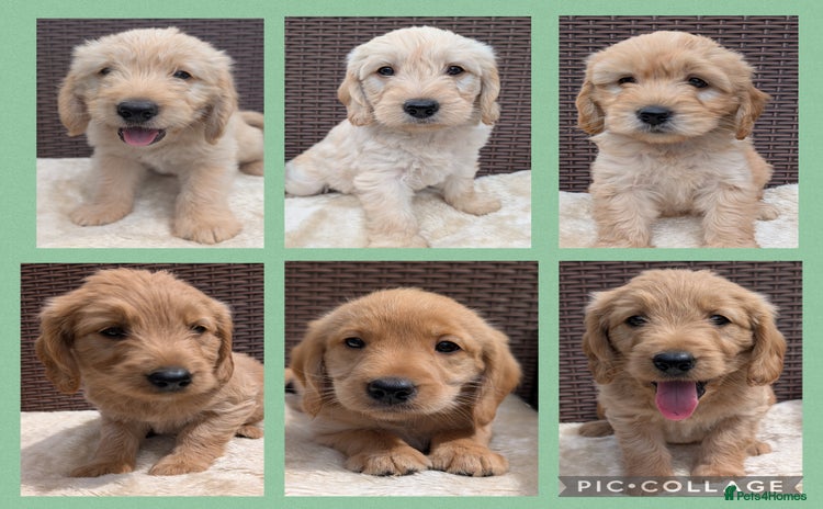 Mini Goldendoodle dogs - Advert 1