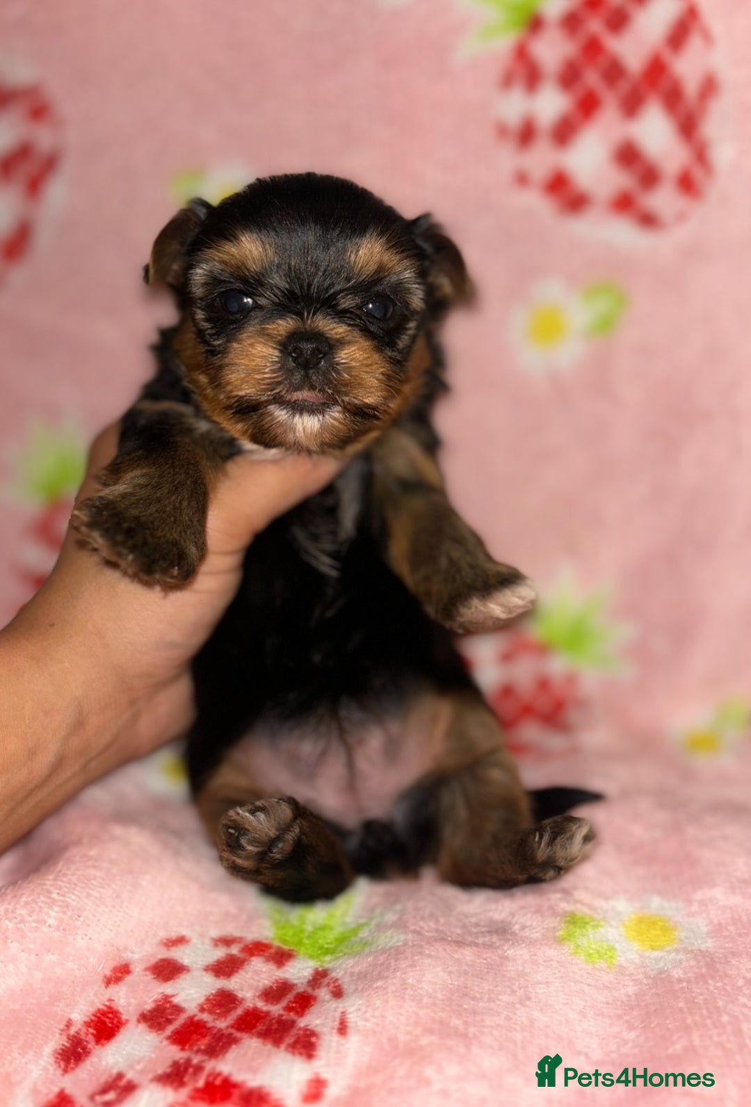 Yorkshire Terrier dogs for sale: Beautiful pure Yorkshire terriers puppy’s  - Advert 15