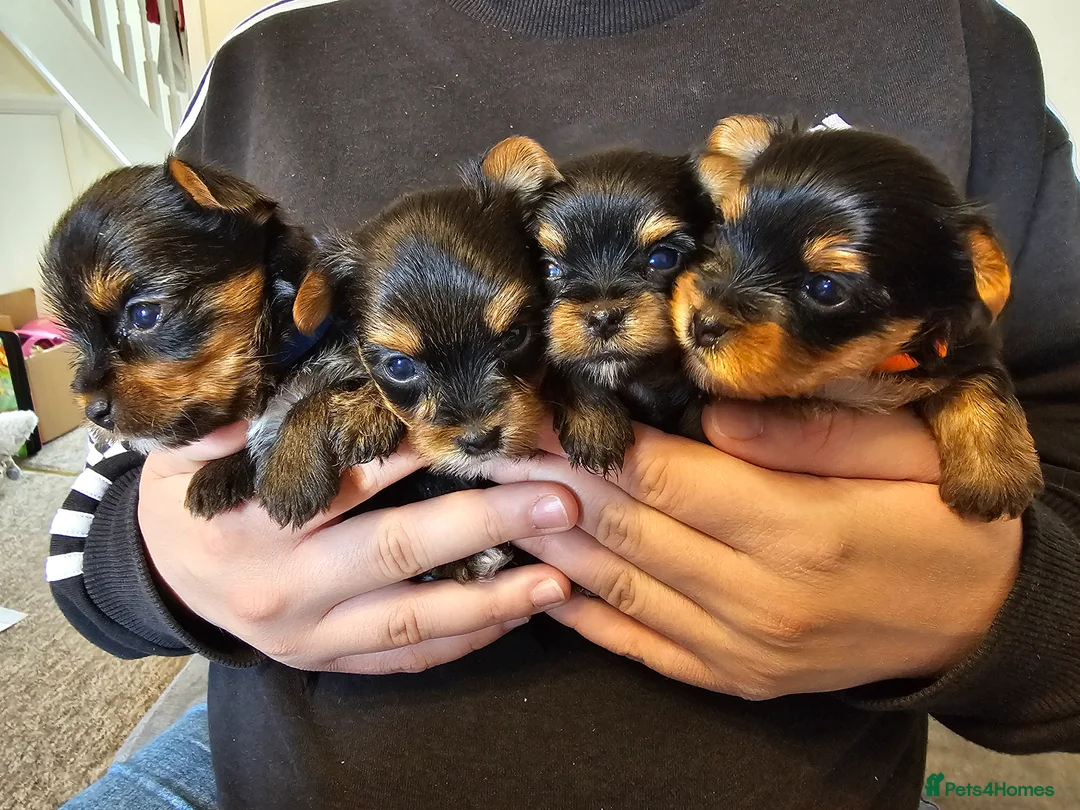 Yorkshire Terrier dogs for sale: 3 girls 🩷 and 1 boy 🩵 - Advert 21