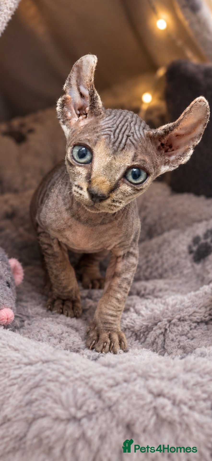 Sphynx cats Spynx kittens ready to leave now!!! - Advert 7