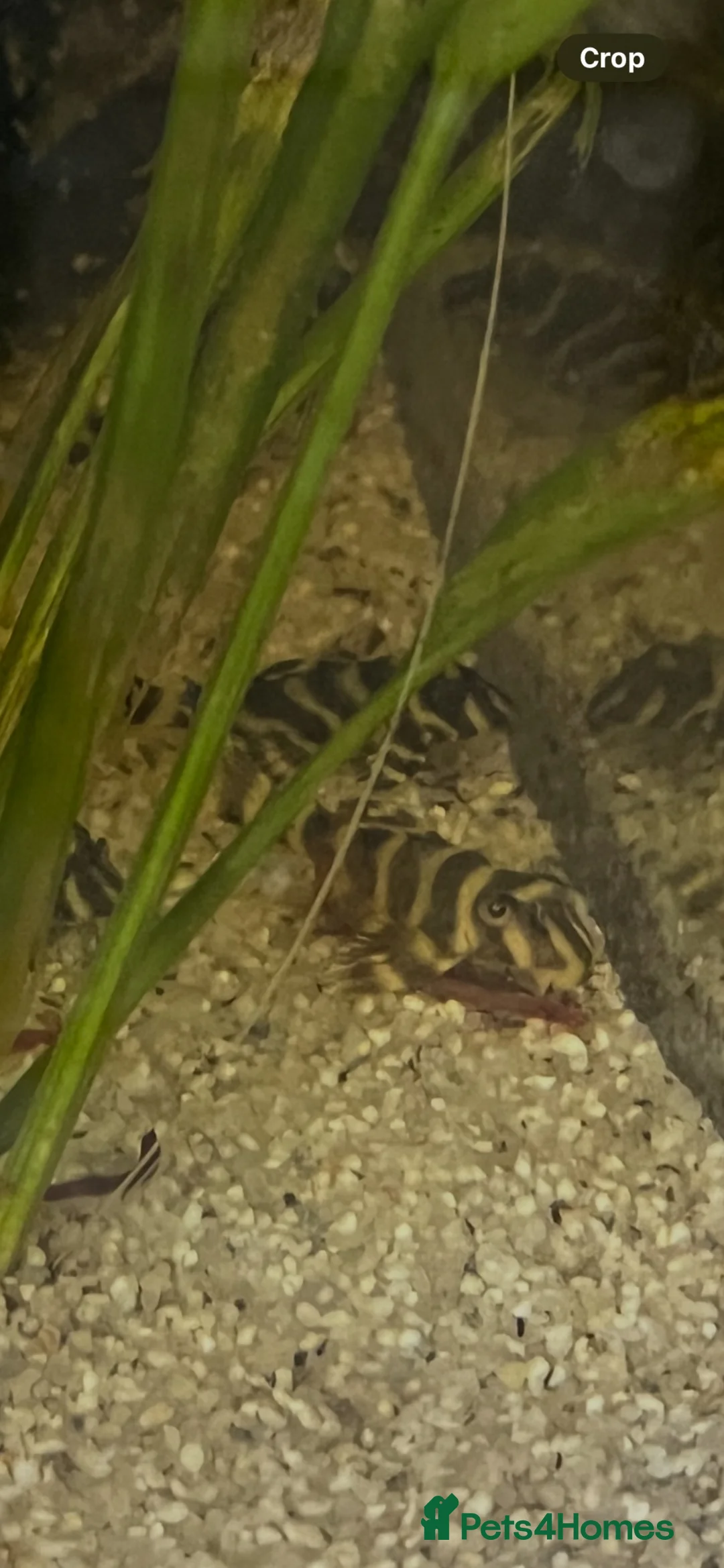 Plecos fish for sale: L333 A grade. 1” plus.  - Advert 3