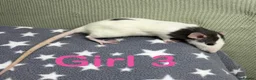 Rat rodents for sale: Super friendly baby rats  - Advert 12