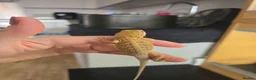 Bearded Dragon reptiles for sale: Ready for homes - Baby Bearded Dragons  - Advert 9