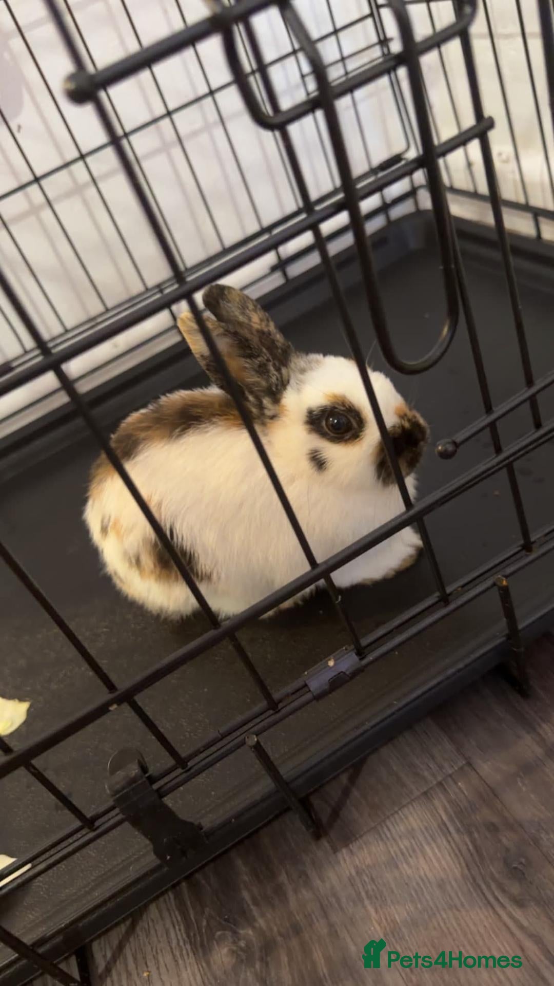 Tri Coloured Dutch rabbits Beautiful Tri-coloured Dutch Female Bunny - Advert 1
