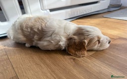 Cavapoo dogs for sale: 1 Female 4 Male - Image 5