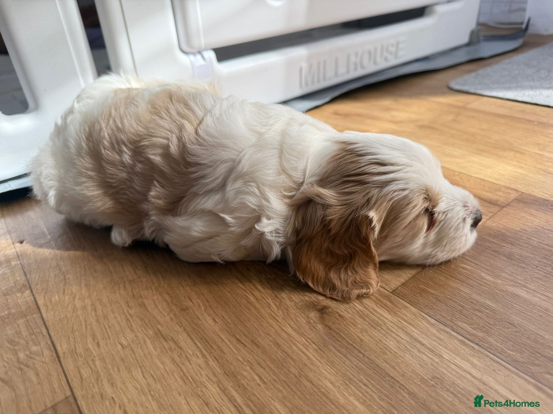 Cavapoo dogs for sale: 1 Female 4 Male - Image 5