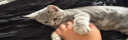 British Shorthair cats for sale: ‼️2 REMAINING‼️ BSH cross kittens available💞 - Advert 8