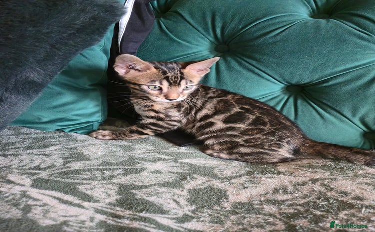 Bengal cats - Advert 15