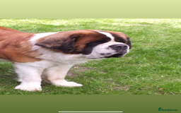 Saint Bernard dogs for sale: Stunning KC reg Saint Bernard puppies  - Image 26