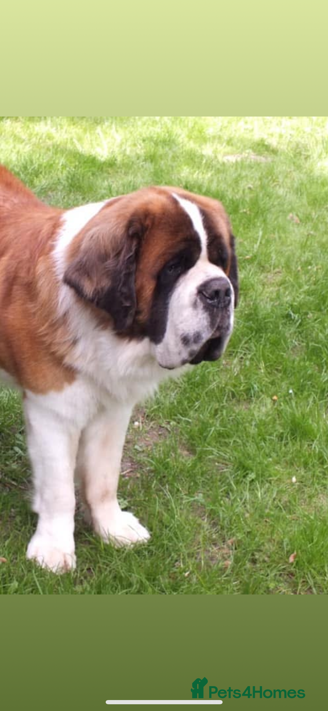 Saint Bernard dogs for sale: Stunning KC reg Saint Bernard puppies  - Image 26