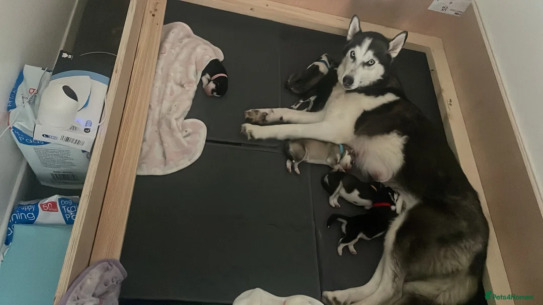 Siberian Husky dogs for sale: Beautiful KC registered Husky Puppies - Advert 14
