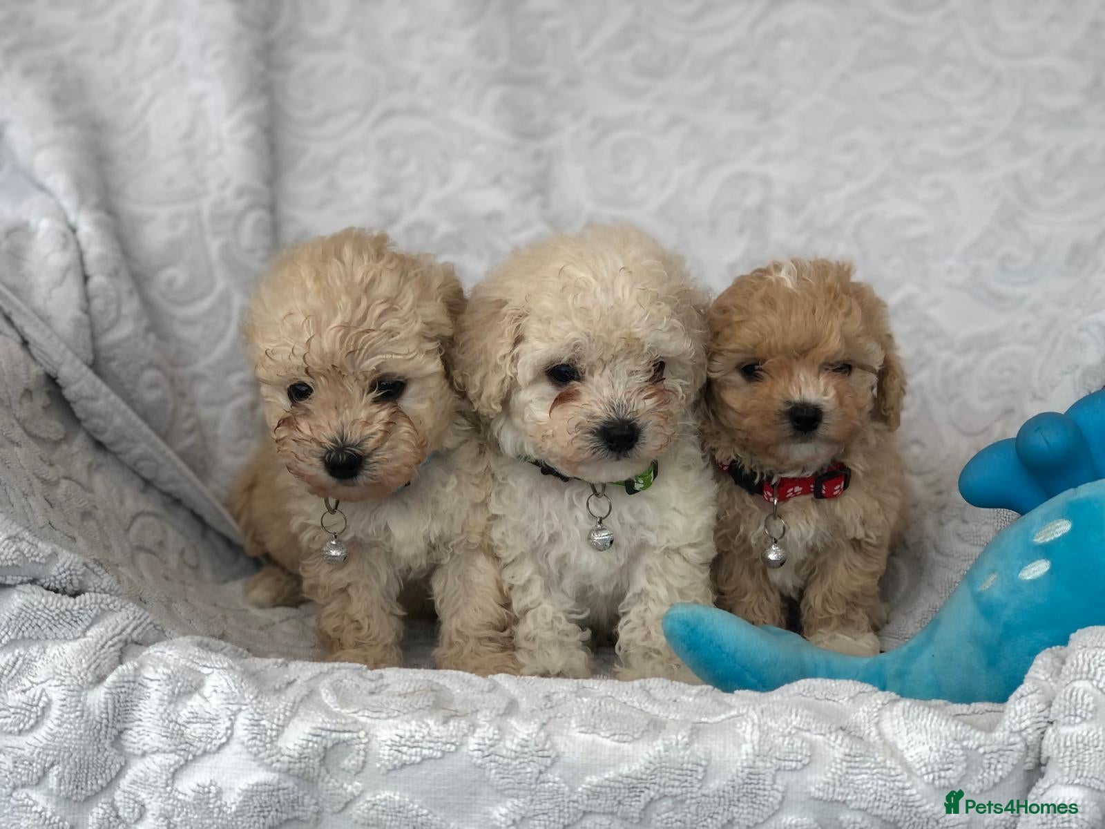 Maltipoo dogs 2 LEFT !!2X F1 CHAMPION BLOODLINE MALTIPOO PUPPYS - Advert 1