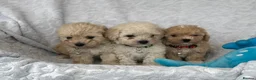 Maltipoo dogs for sale: 2 LEFT !!2X F1 CHAMPION BLOODLINE MALTIPOO PUPPYS - Advert 8