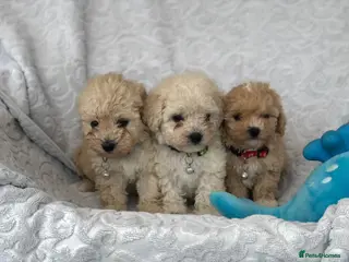 Maltipoo dogs 2 LEFT !!2X F1 CHAMPION BLOODLINE MALTIPOO PUPPYS - Advert 1