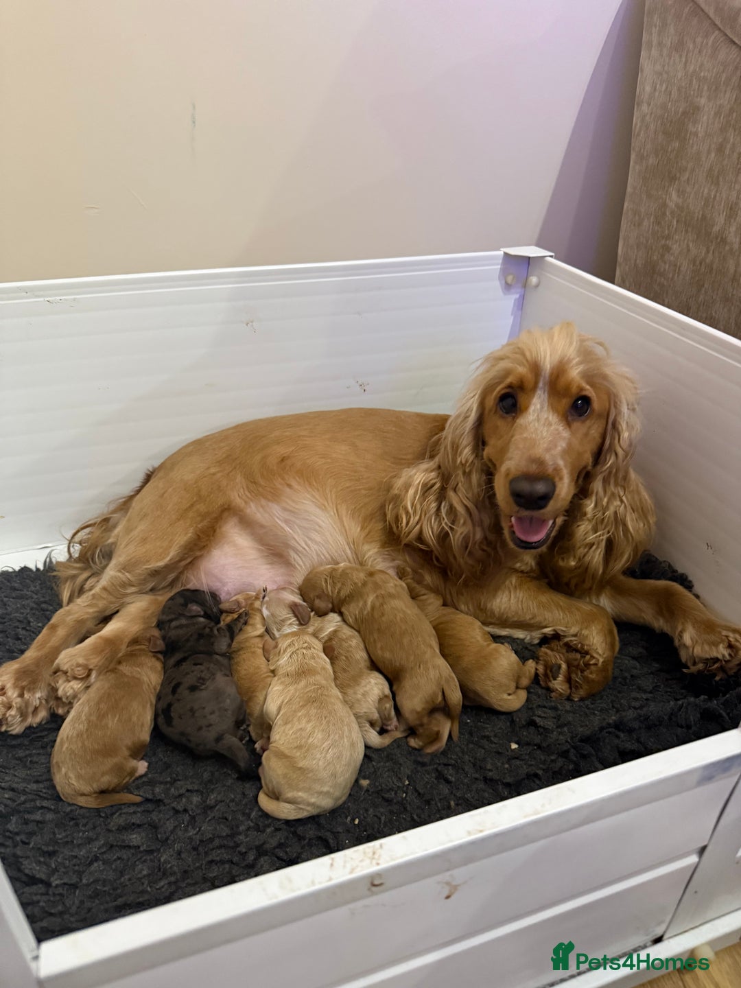 Cockapoo dogs for sale: Gorgeous F1 cockapoo puppies  - Advert 13