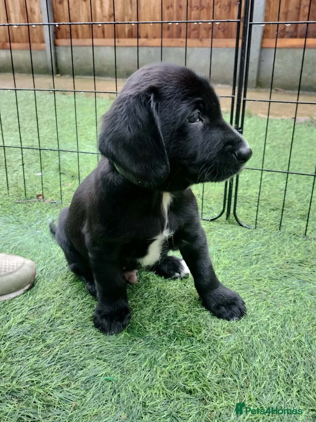 Mixed Breed dogs for sale: Cocker Spaniel x Border Collie Pups in Edgware - Advert 6